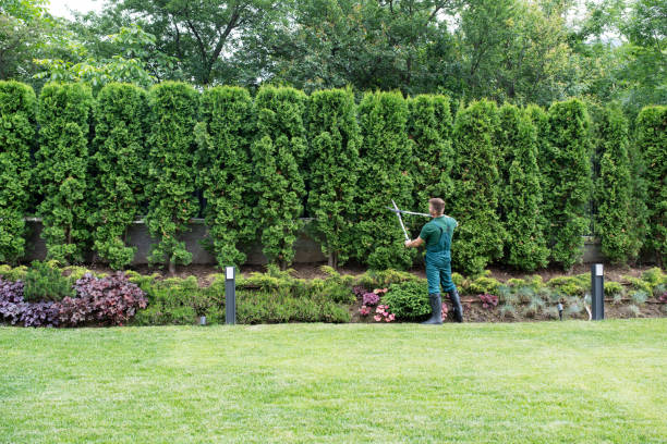 Best Lawn Renovation and Restoration  in Tuskegee, AL